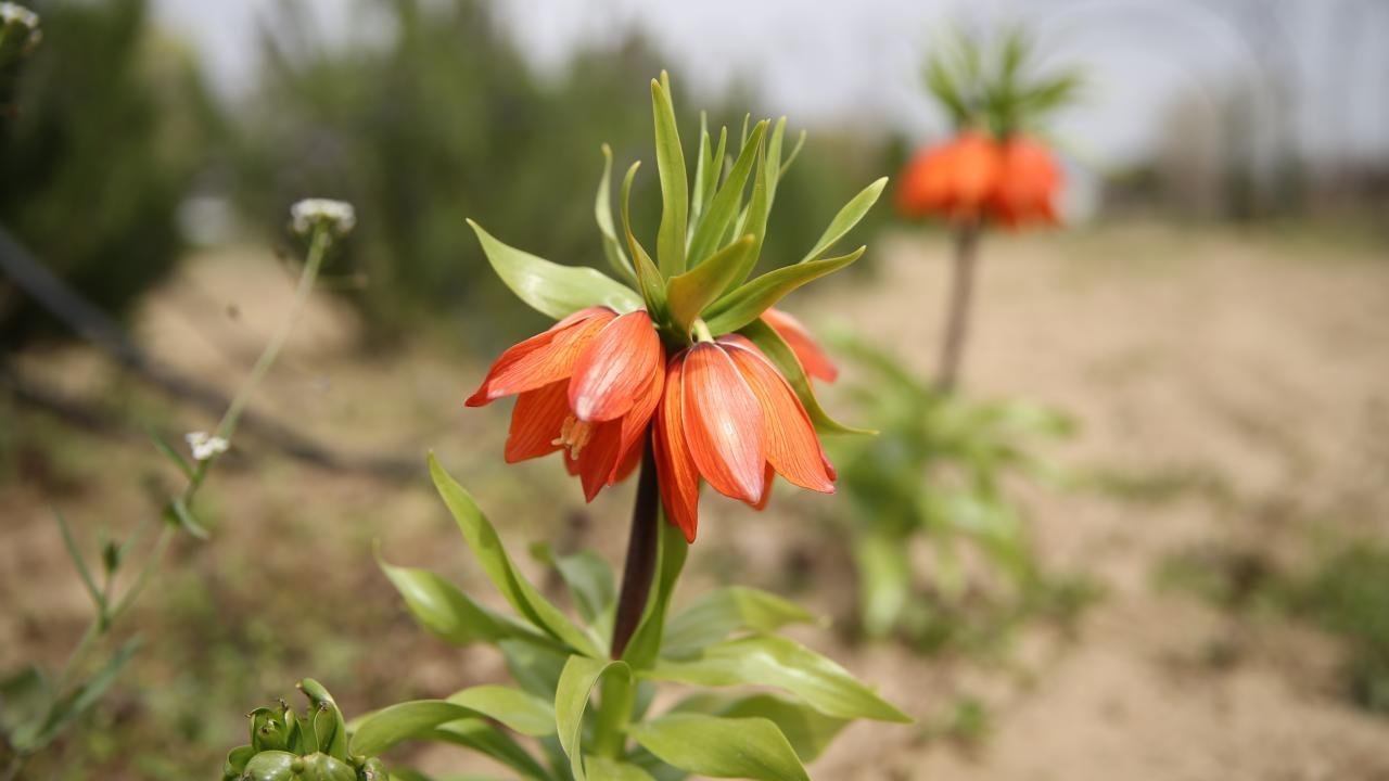 Sadece 20 gün çiçek açıyor! Ona dokunmanın bedeli ise servet değerinde