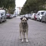 Sahipsiz hayvanlar için müfettişler 81 ilde sahada