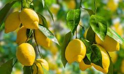 Düzenli limon tüketimi bakın vücudunuzda ne gibi değişiklikler yapıyor?