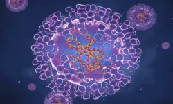 Maymun çiçeği virüsü hakkında neler biliniyor, yeni bir pandemi ihtimali var mı?