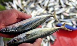 Küresel ısınmanın etkisiyle Marmara'daki balık stoku azaldı