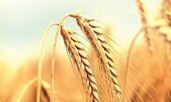 Buğdayımız geçen yıldan daha fazla: Tarım Bakanı Kirişci son noktayı koydu