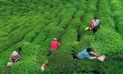 ÇAYKUR'dan çay üreticilerine ürünleri hasat edin çağrısı