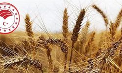Tarım ve Orman Bakanlığından 'ithal buğday' açıklaması