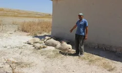 Koyun sürüsüne saldıran kurt 43 kuzuyu telef etti