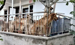 Bir evde yaşayan 17 köpek aç kalınca birbirini yemeye başladı
