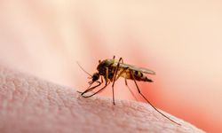 Bilim insanları sivrisineklerin hangi insanları seçtiğini açıkladı