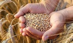Buğday fiyatları, Rusya'nın Karadeniz anlaşmasını askıya almasıyla yüzde 5’ten fazla arttı