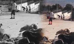 Konya'da köpeği öldüren zanlıların ifadeleri şok etti…
