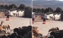 Konya'da barınaktaki vahşette yeni gelişme!