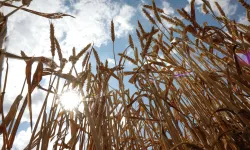 Rusya: Tahıl anlaşması bugünden itibaren geçerliliğini kaybetti