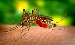 Sivrisineklerden Kendinizi Doğal Yollarla Korumanın 6 Sırrı