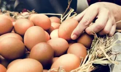Tarım ve Orman Bakanlığı, Tayvan'a İhraç Edilen Yumurtalarda İnceleme Başlattı