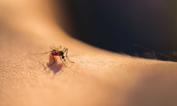 Yaz aylarının kabusu sivrisineklerden doğal ve etkili korunma yöntemleri