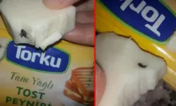 Torku'dan rezalet: Tost peynirinin içinden böcek çıktı