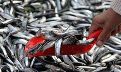 Tezgahlarda balık bereketi: Hamsi, istavrit ve mezgit fiyatları ne oldu?
