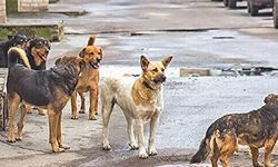 Hükümet Mevzuat değişikliğine gitmeye hazırlanıyor: Sokak köpeklerine 'Avrupa' çözümü geliyor