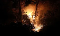Trabzon’nun üç ilçesinde, orman yangını çıktı!