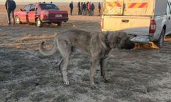 Kayseri'de Can Dostlarımız İçin Başarılı Operasyon: Köpek Dövüşü Çetesine Darbe