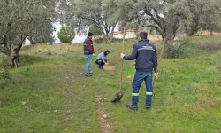 Aydın'da Çok Sayıda Köpek Öldürülmüş Halde Bulundu