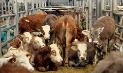 Şap Hastalığı Alarmı! İlçe Hayvan Pazarı ve Köyde Tedbirler Artırıldı