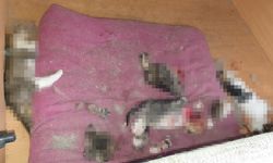 Ankara'da başları ve patileri kesilmiş 6 yavru kedi bulundu!