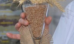 Tarımsal Araştırma Enstitüsü'nden Yeni Bir Başarı: "Parla" Buğdayı Geliştirildi
