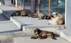 Sokak Köpeklerine Ne Olacak? Meclis'e Sunulan Taslak Metninden Dikkat Çeken Maddeler