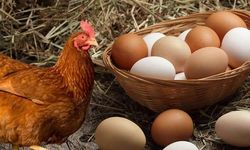 Yumurta bollaştı, tavuk fiyatı ikiye katlandı
