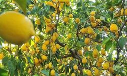 Limon Fiyatlarına Üreticiden Tepki: Gelin Toplayın Götürün!