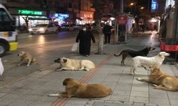 Sokak Hayvanlarıyla İlgili Düzenleme Bayramdan Sonra Meclis'te