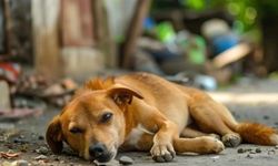 Sokak köpekleri düzenlemesinde 'ötenazi' kararı
