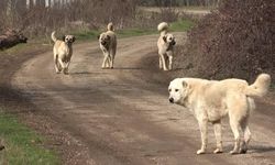 Sokak Köpeklerine Yönelik Kanun Teklifinin İlk 3 Maddesi Komisyondan Geçti
