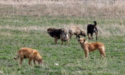 Sokak Köpeklerine Yönelik Kanun Teklifinin İlk 5 Maddesi Meclis'ten Geçti