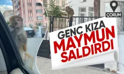 Çorum'da genç kıza maymun saldırısı!