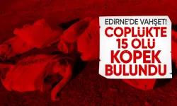 Edirne'de Çöplükte 15 Köpek Ölü Bulundu: Belediye Başkanı Suç Duyurusunda Bulundu