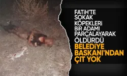 Fatih'te sokak köpekleri bir adamı öldürdü! Belediye başkanı sessizliğini koruyor