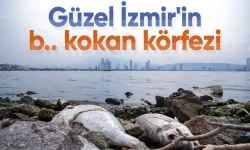 İzmir Körfezi'nde kirlilik, renk değişimi, kötü koku ve balık ölümleri sürüyor