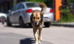 İçişleri Bakanlığından köpek saldırısına ilişkin soruşturma