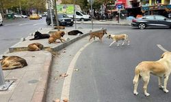 İçişleri Bakanlığından sahipsiz köpekler sebebiyle üç belediye başkanına soruşturma izni