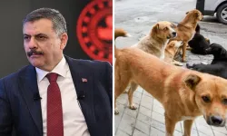 Bakan Çiftçi: Başıboş sokak köpeği sorunu yılbaşına kadar çözülecek