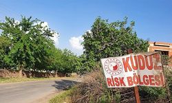 Ardahan'da kuduz alarmı: Bir bölge karantinaya alındı