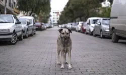 Sahipsiz hayvanlar için müfettişler 81 ilde sahada