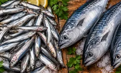 Hamsi mi palamut mu? 100 gramdaki fark şaşırttı, tam 5 kata ulaşıyor