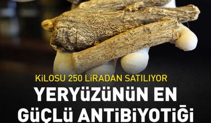 Yeryüzünün en güçlü antibiyotiği! Kilosu 250 liradan satılıyor