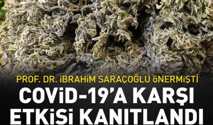 Prof. Dr. İbrahim Saraçoğlu önermişti! Ada çayının Covid-19'a karşı etkisi kanıtlandı