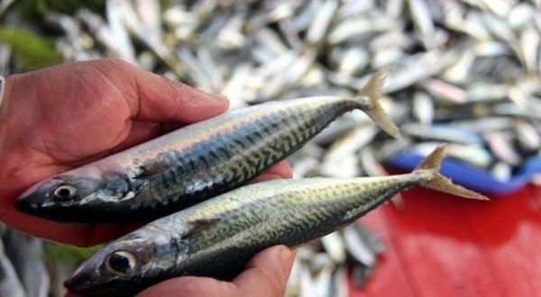 Küresel ısınmanın etkisiyle Marmara'daki balık stoku azaldı