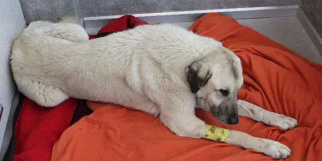 Manisa'da korkunç olay! Zehirlendiği belirlenen 22 köpekten 17'si öldü