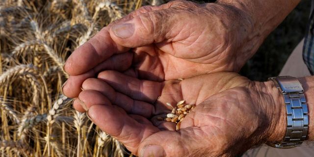 Ukrayna: Rusya yüz binlerce ton tahıl çaldı