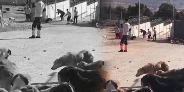 Konya'da köpeği öldüren zanlıların ifadeleri şok etti…